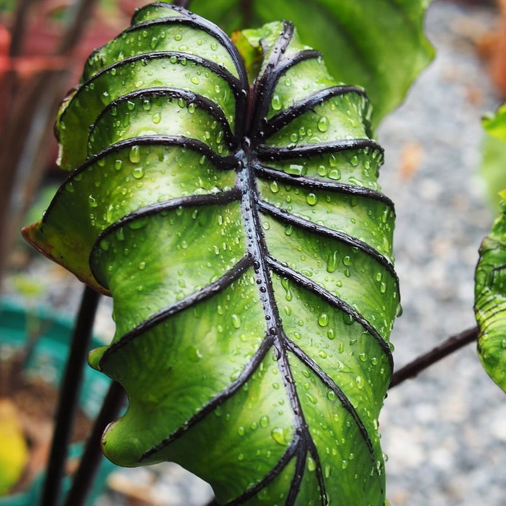 Колоказия Маска Фараона (Colocasia Pharao's Mask) корневище