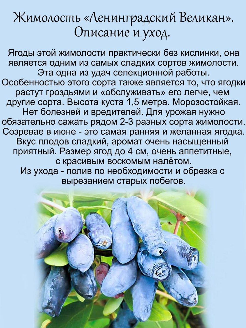 Жимолость Ленинградский великан