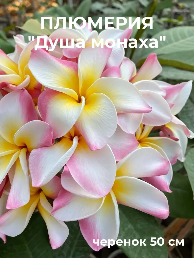 Плюмерия "Душа монаха" черенок 50 см