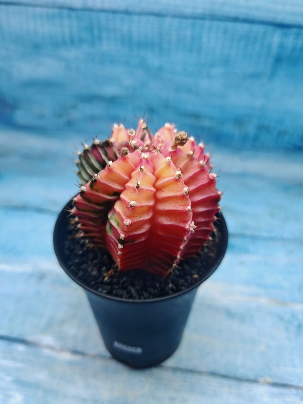 Gymnocalycium Variegata (Гимнокалициум Вариегатный)
