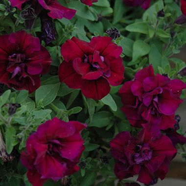 32196 Петуния SWEETSUNSHINE BURGUNDY (Весна 2026)