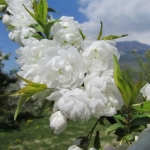 Сакура ‘Alboplena’