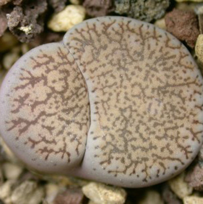 Литопс (C302 lesliei ssp. burchellii) живые камни семена
