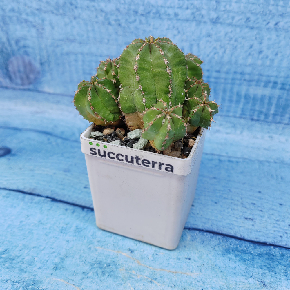 Euphorbia Echinus (Эуфорбия)