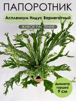 Асплениум Нидус Вариегатный. Папоротник живой комнатный