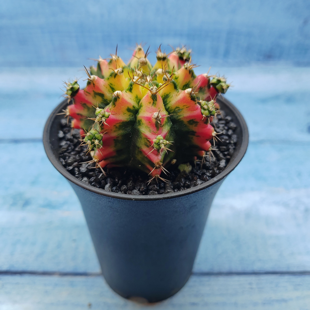 Gymnocalycium Variegata (Гимнокалициум Вариегатный)