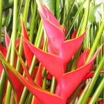Геликония BIHAI BIG BUD RED (Н98)
