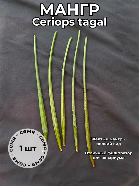 Мангр желтый Ceriops tagal, редкий сорт