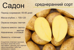 Садон картофель, комплект из 10 клубней