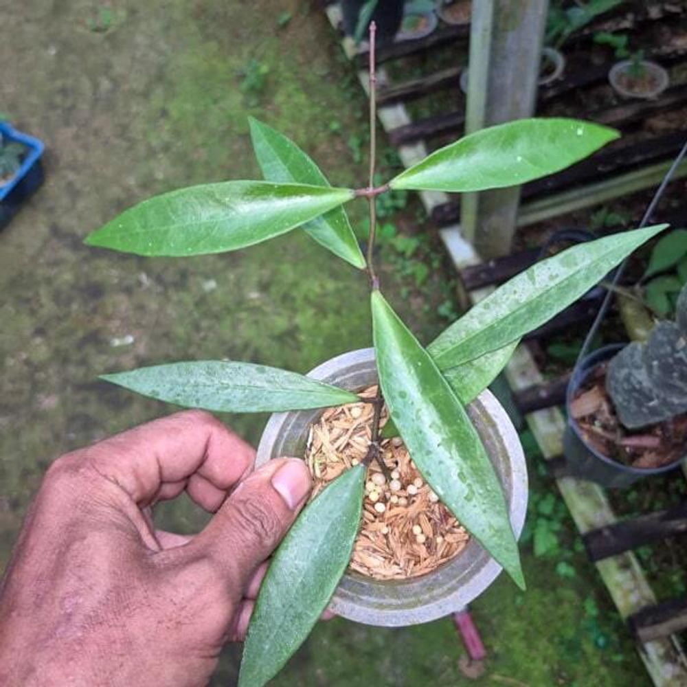 Хойя SULAWESIANA X VERTICILLATA