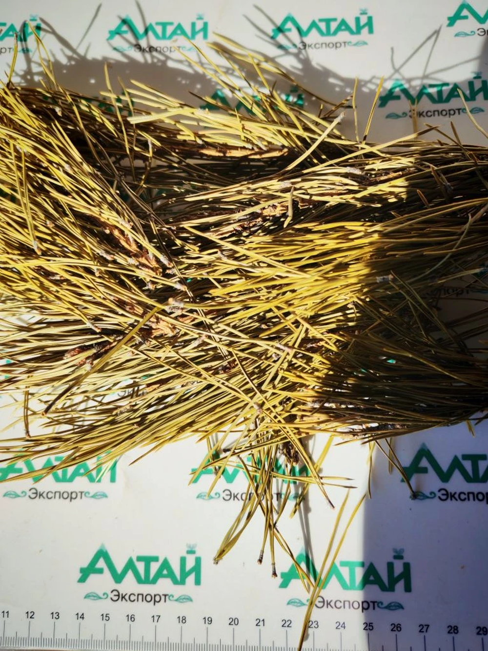 Сосновая хвоя с лапкой Алтай