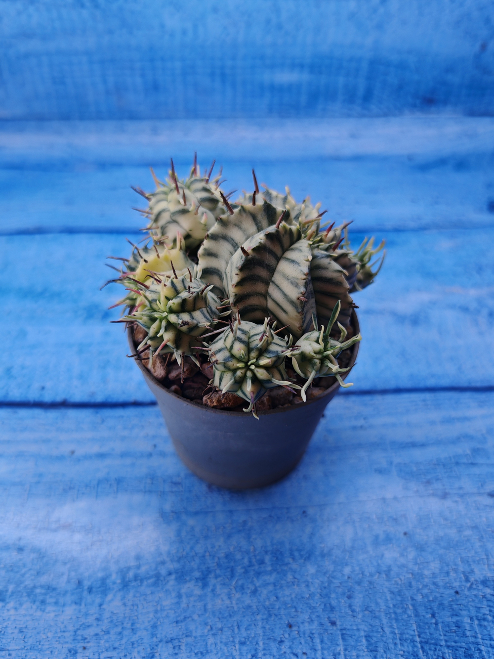 Euphorbia meloformis f. Variegated (Эуфорбия вариегатная)