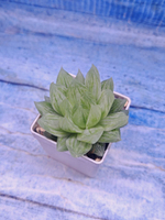 Haworthia Cymbiformis variegata (Хавортия)
