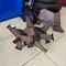 Фрезы "Гусиные лапки" (круг 25 мм)