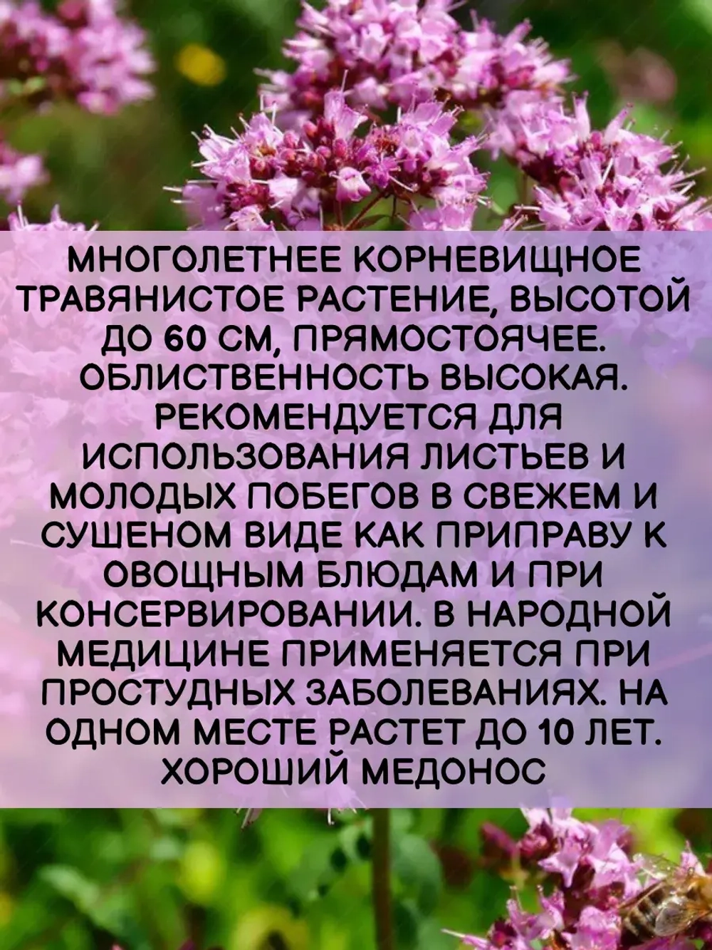 Семена Душица обыкновенная Нарядная - 2 гр