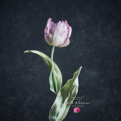 Тюльпан из шелка Silk Blossom