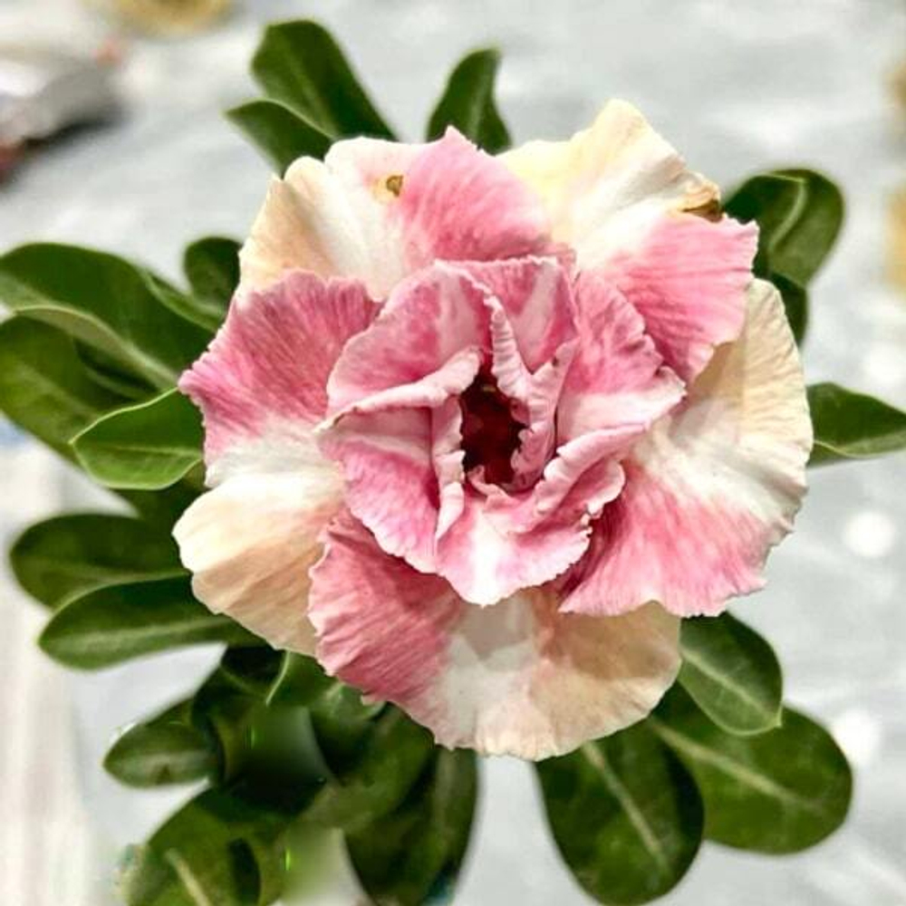 Адениум CAMELIA CREAM