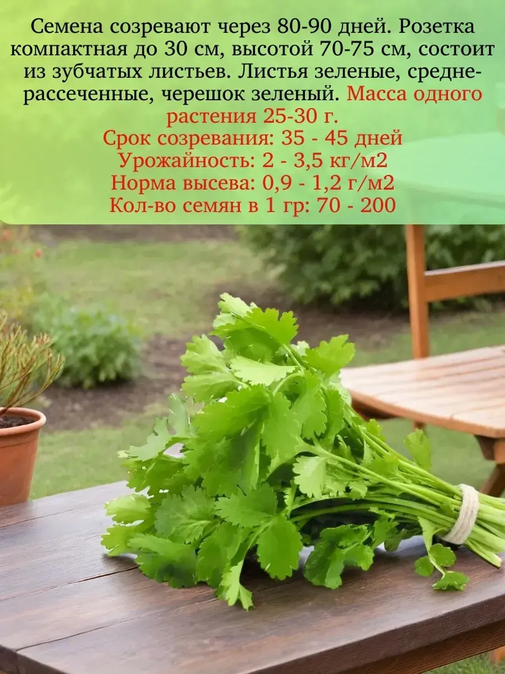 Семена Кориандр (кинза) Бородинский10 гр