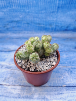 Euphorbia Pseudoglobosa variagate (Эуфорбия)