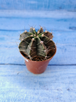 Gymnocalycium Friedrichii (Гимнокалициум)