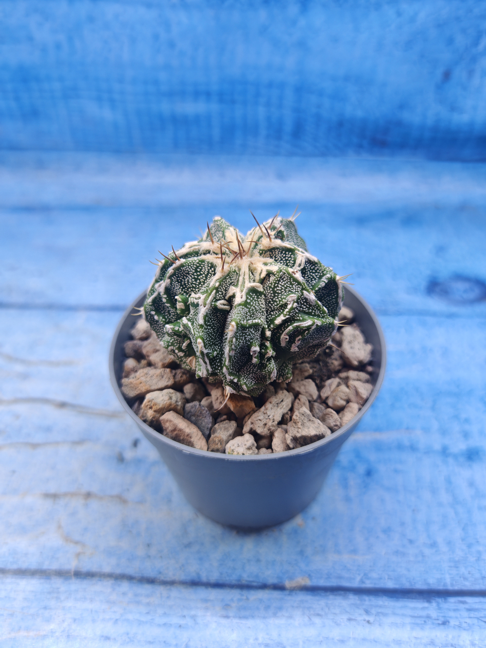 Astrophytum Myriostigma Fukuryu (Астрофитум)