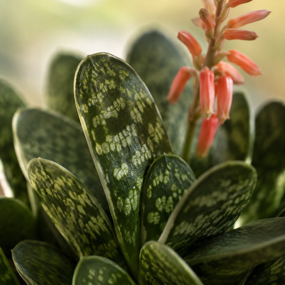 gallery_role_macro_v1