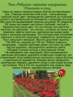 Роза Робуста неукрывная постоянноцветущая