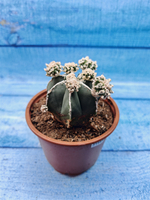 Astrophytum Myriostigma "Hakujo Fukuryu" (Астрофитум)