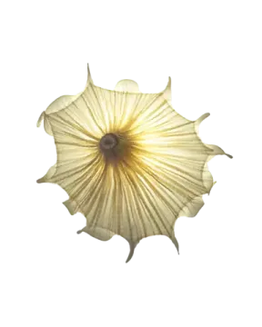 Medusa Wall Light by aqua creations