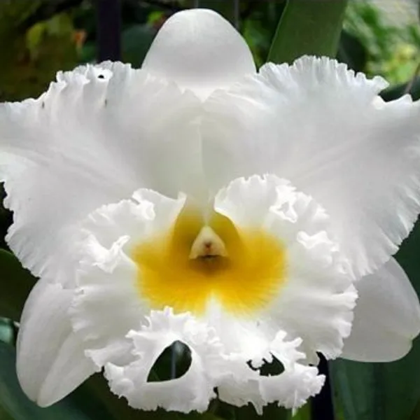Каттлея гибридная Cattleya blc petch sayam white