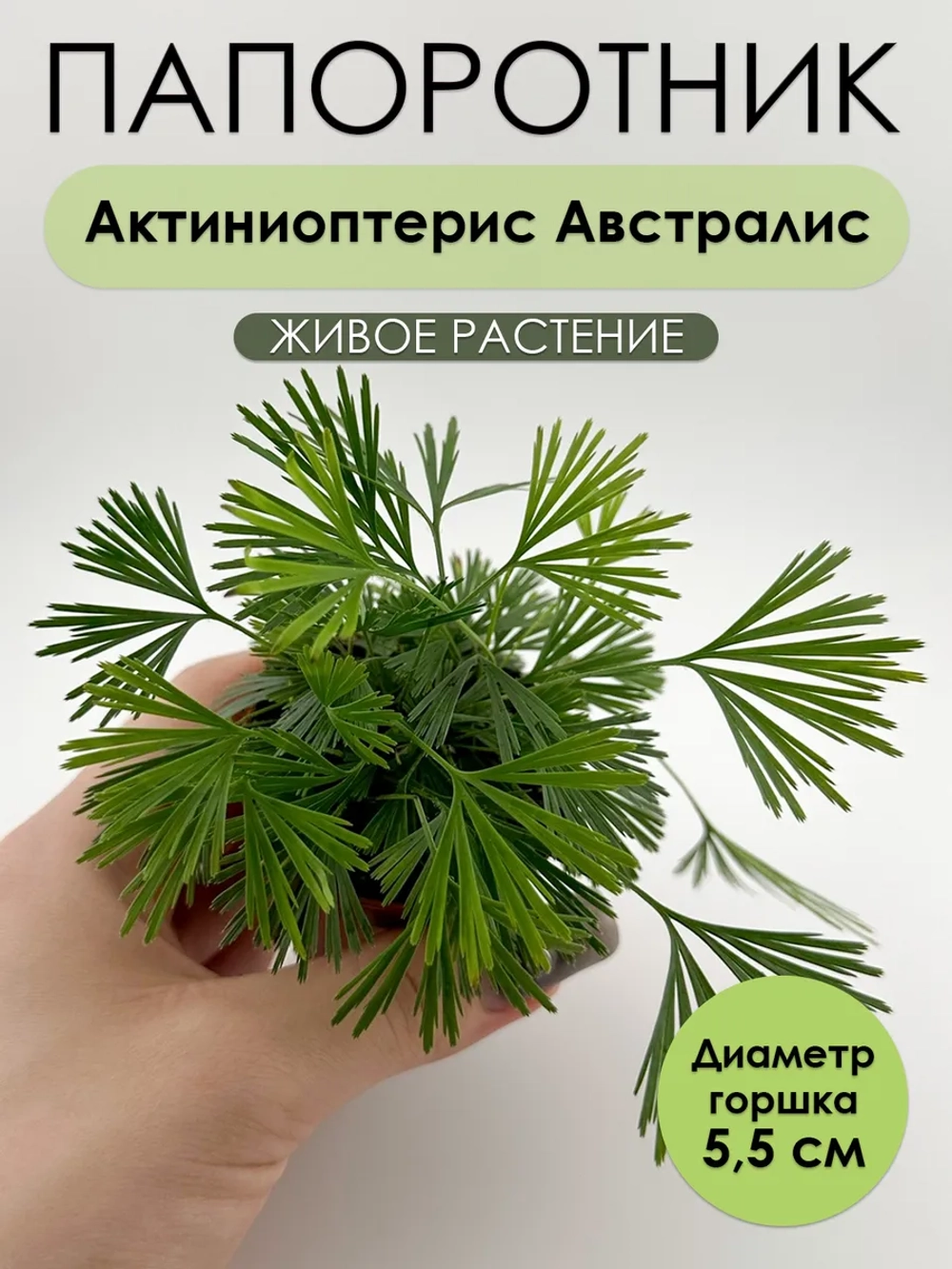 Актиниоптерис Австралис