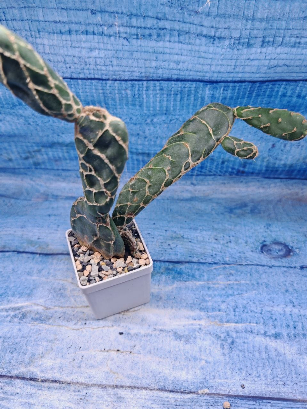 Opuntia Reticulata Cobra (Опунция)