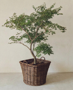 Корзина из ротанга Zara Home, фото 9