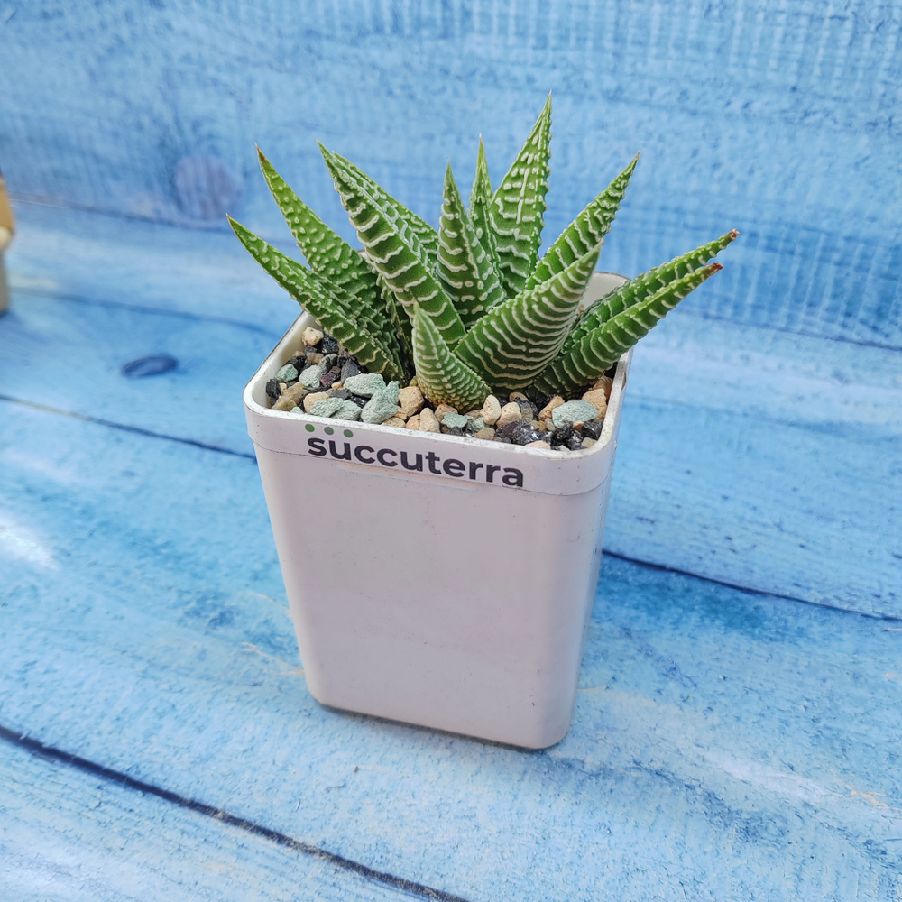 Haworthia Spider White (Хавортия)