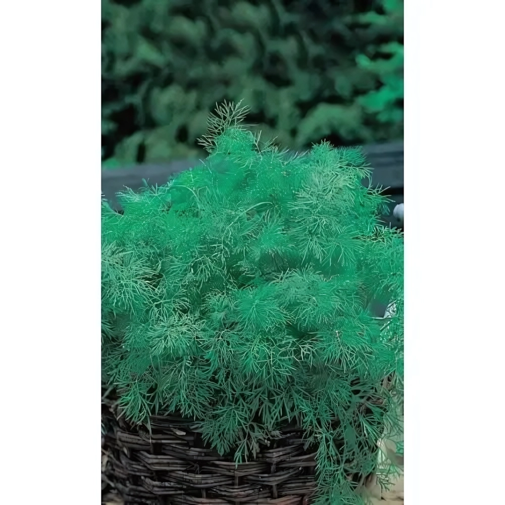 Семена Укроп Пушистый пучок - кустовой (УД) Е/П