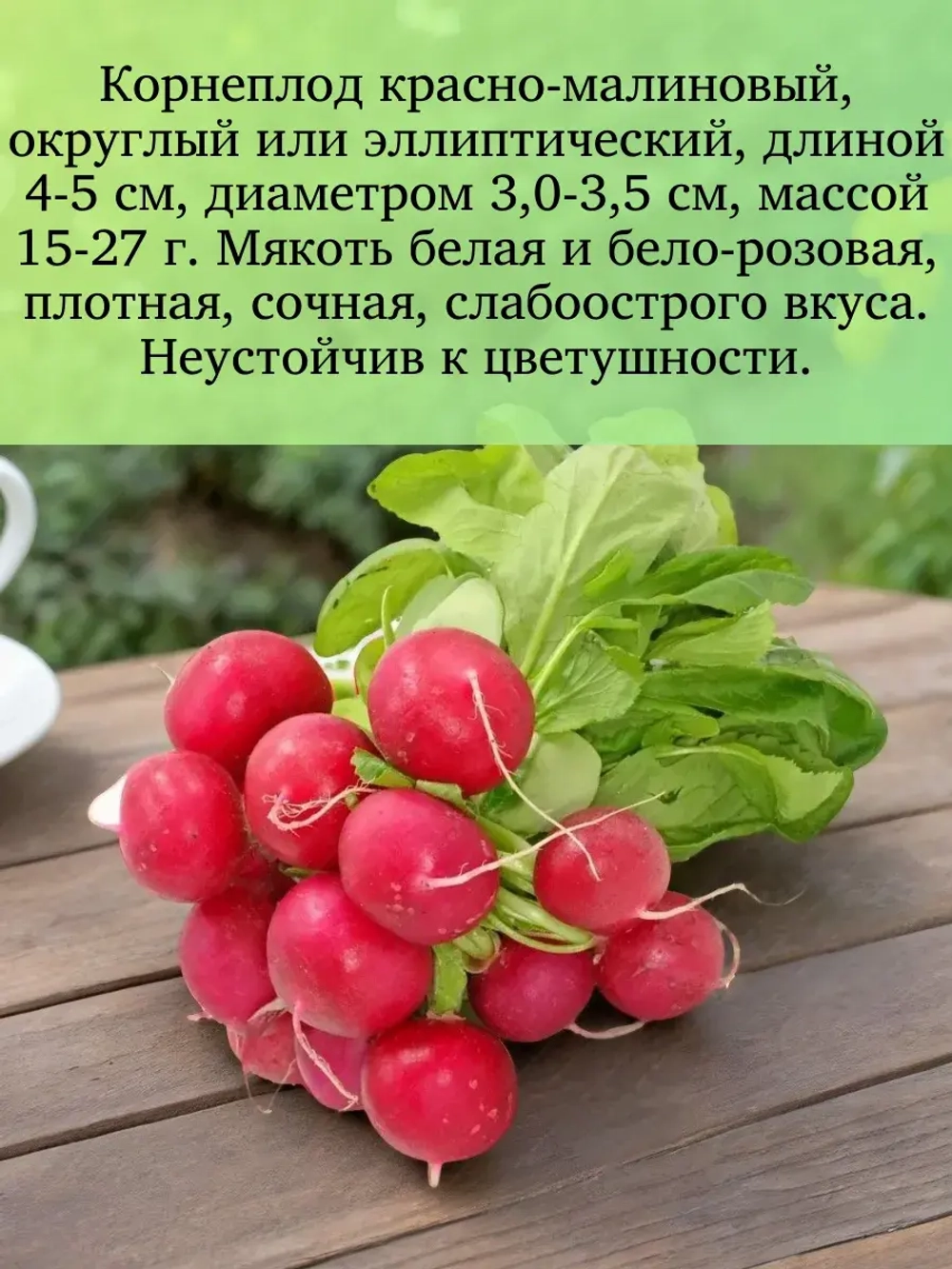 Семена Редиса Жара Скороспелый холодостойкий сорт 10 гр
