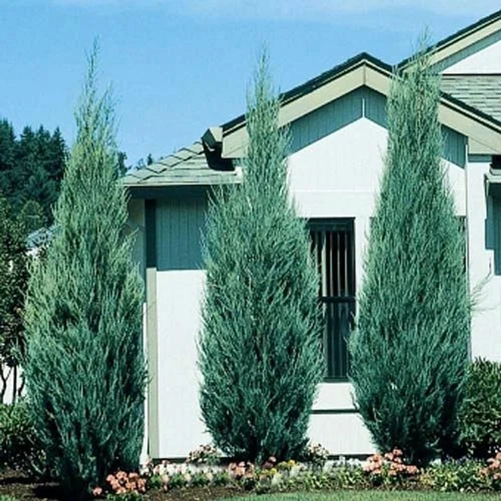 Можжевельник скальный Скайрокет (Juniperus scopulorum Skyrocket) р9 август 2026 г.