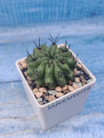 Neoporteria Paucicostata (Неопортерия)