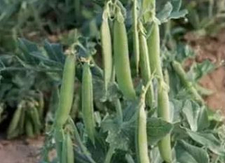 Горох Грюнди (Syngenta / Сингента) 10гр