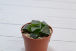 Haworthia Comptoniana hyb (Хавортия) (SCT29232)
