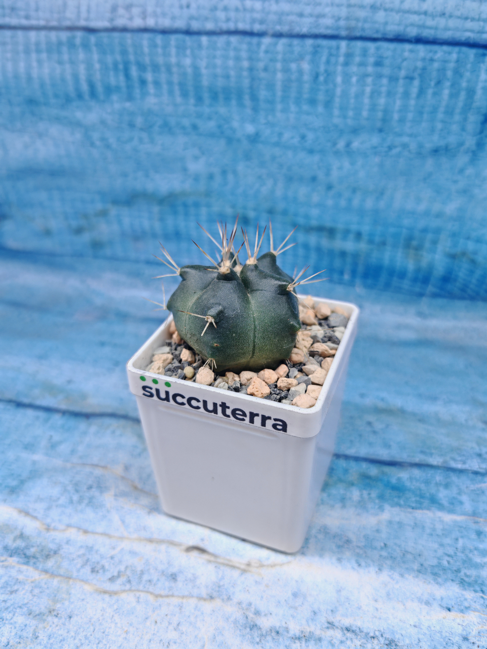 Echinocereus Knippelianus (Эхиноцереус 5 ребер)