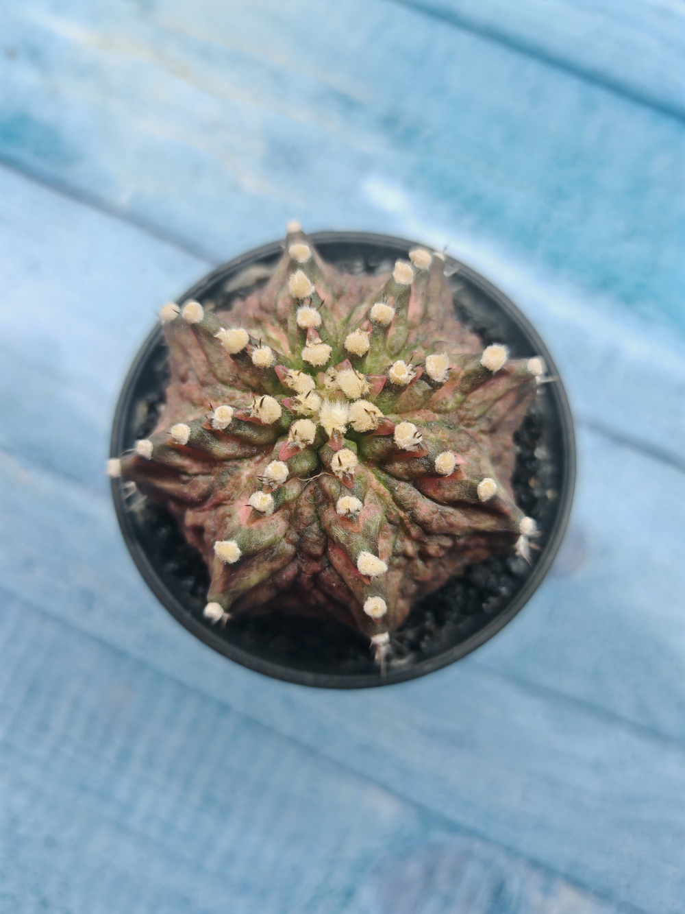 Gymnocalycium T-Rex Pink hybride (Гимнокалициум T-rex)