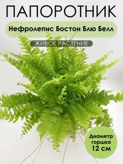 Нефролепис Бостон Блю Белл. Растение живое комнатное