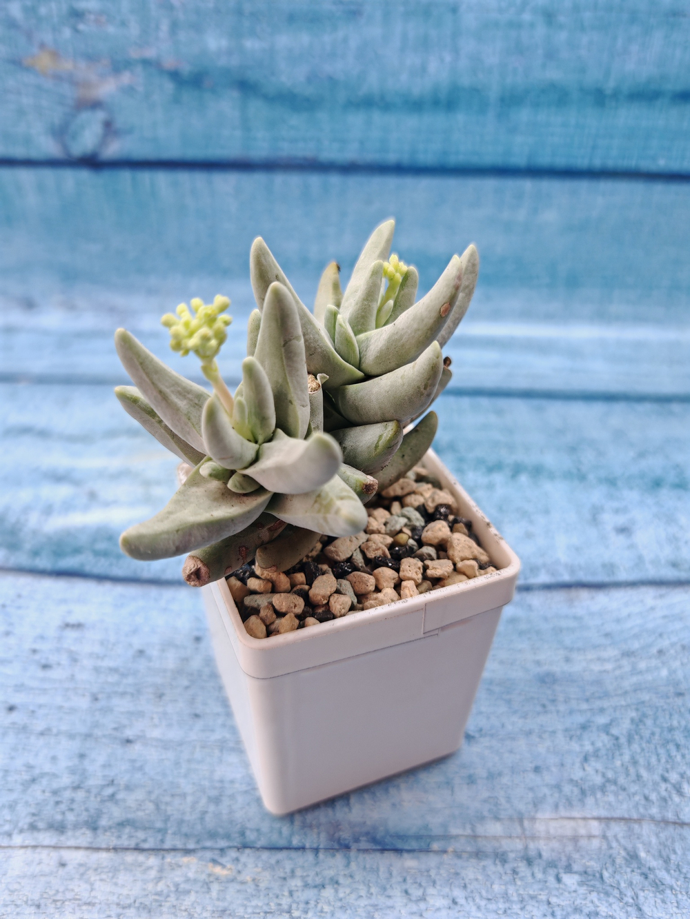 Crassula Cornuta (Крассула)