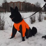 Комбинезон дождевик для собак White Wolf вырез на девочку оранжевый-черный