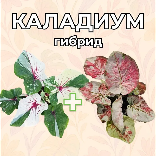 Каладиум гибрид MD семена 5 штук