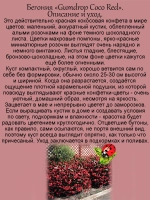 Бегония "Красная кокосовая конфета" вечноцветущая