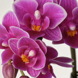 IKEA PHALAENOPSIS  (ИКЕА ПХАЛАЕНОПСИС)  -  Горшечное растение - орхидея, разные цвета, 6 см