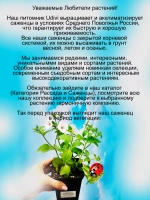 Петуния Виста Сильверберри Серебряная ягодка